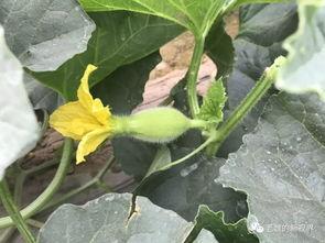 河边吃瓜视频,揭秘生活百态