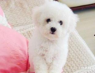 比熊可以吃佛手瓜吗视频,佛手瓜的适宜性探讨