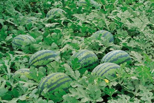 买花吃瓜视频素材大全图片,素材大全中的买花吃瓜瞬间