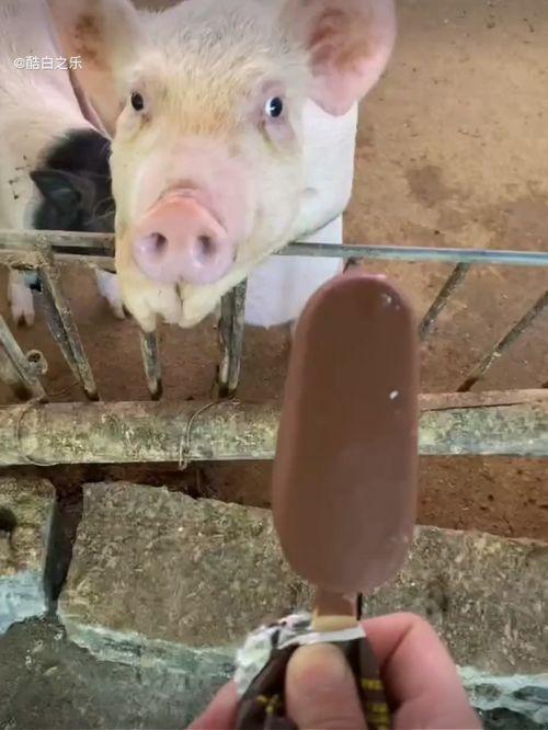 带你吃瓜好看雪糕视频,带你领略“吃瓜好看雪糕”的独特魅力