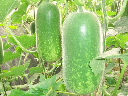 黑山老鬼吃瓜视频大全,揭秘娱乐圈幕后故事