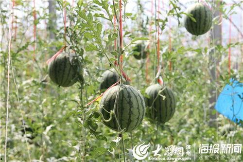 武安裕华吃瓜视频,揭秘娱乐圈幕后故事