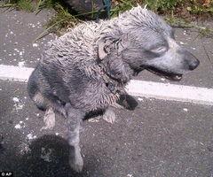 吃瓜狗车祸视频真实吗,真相揭秘还是网络谣言？