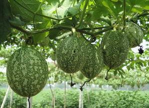 吃小吊瓜的视频播放下载,视频播放下载，尽享美味时光