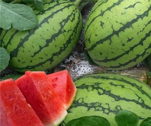 啥时候吃大瓜好啊视频,大瓜的黄金食用指南