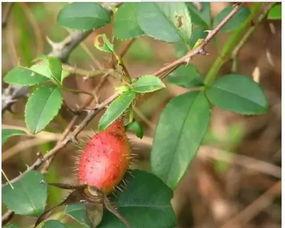 小金子吃瓜视频,揭秘娱乐圈幕后故事