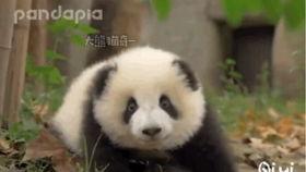 国宝和小芳吃瓜视频全集,吃瓜视频全集大揭秘