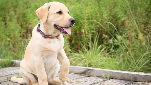 吃瓜拉布拉多主人视频播放,萌宠日常引网友热议