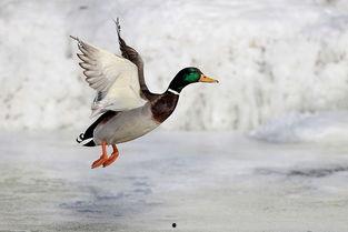 飞鸭视频吃瓜,揭秘吃瓜群众的狂欢盛宴