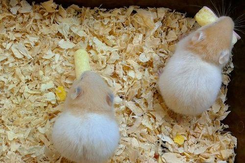 仓鼠吃蜜瓜会死吗视频,仓鼠食用蜜瓜的生死考验