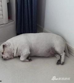 哈士猪吃瓜最新视频下载,萌宠美食瞬间，萌态可掬引网友热议