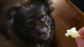 带你吃瓜狗子搞笑视频,笑料横生！带你领略“带你吃瓜狗子”搞笑视频的魅力