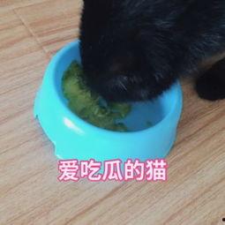 猫咪下午吃瓜视频,萌宠吃瓜视频走红网络