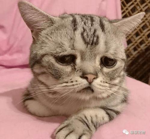 小猫吃瓜惊讶的视频,萌态十足引网友爆笑